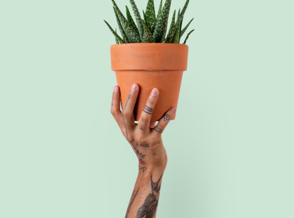Tattoo-Creme mit Aloe vera